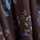 BROWN-BLUE