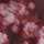 WINE-MULTI