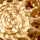 GOLD-MULTI