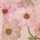 LT-PINK-MULTI