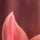 BROWN-PINK